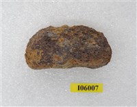 藏品(鹿齒化石)的圖片